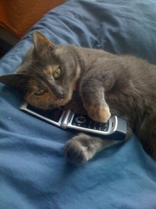 Cat talking on phone