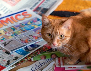 cat-newspaper c